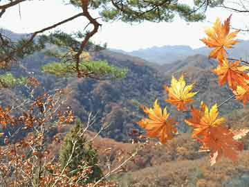 黄堰地锅鸡团购价格表最新