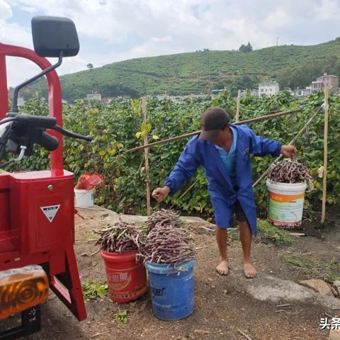 沃土土豆批发价格表最新