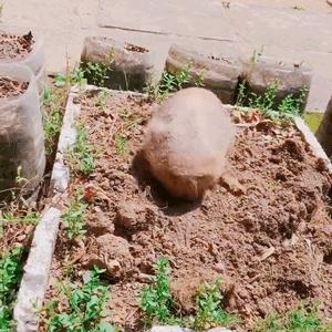 三明土狗视频播放大全最新