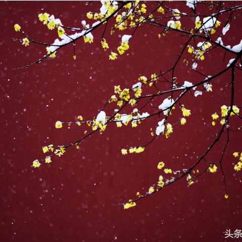 南京蜡梅价格行情最新消息