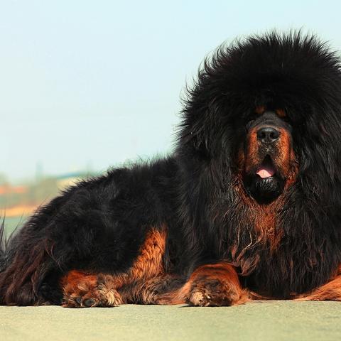 猛犬五大王排名榜最新版揭秘，顶级犬种实力解析