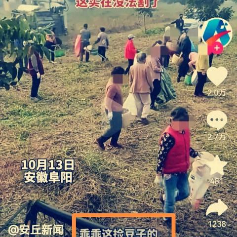河南哄抢豆子视频大全，最新事件深度解析与反思