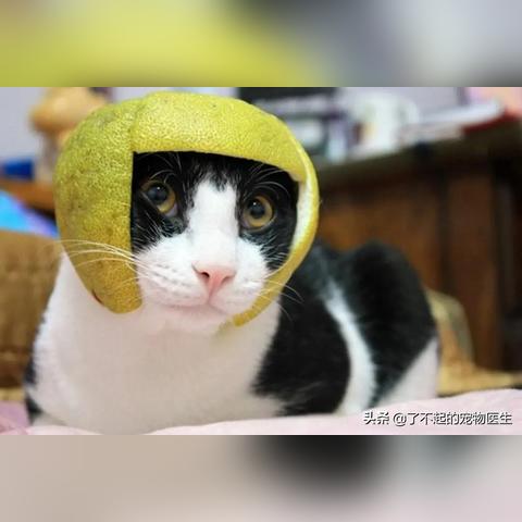 柑橘中毒最新动态，全方位解析柑橘中毒现象