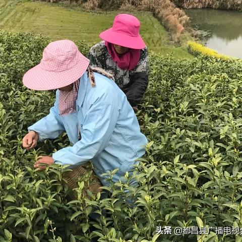 都昌新闻今日头条最新消息汇聚，掌握都昌发展动态